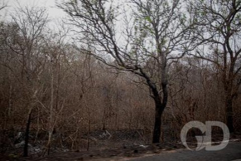 Seca em Mato Grosso é a pior em 44 anos; 36 municípios já decretaram emergência