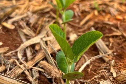 Mesmo com avanço, plantio da soja segue atrasado em MT