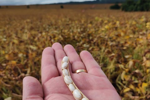 Campo Novo do Parecis é a quarta cidade mais rica do agro no Brasil, segundo Ministério da Agricultura