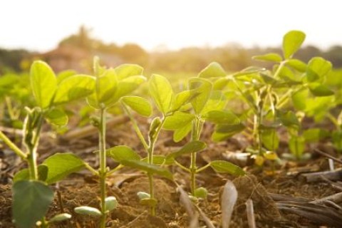 Vazio sanitário da soja termina nesta sexta-feira em MT e agricultores podem plantar no sábado