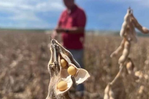 Mato Grosso registra queda de 4,8% na importação de fertilizantes