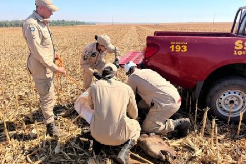 Anta é resgatada ferida em área de vegetação em MT