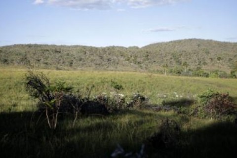 Desmatamento no cerrado emite 135 milhões de toneladas de CO2 desde 2023