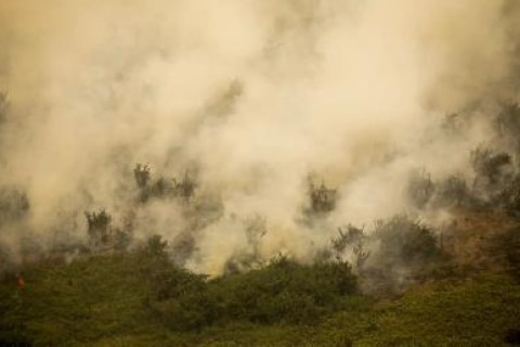 Brasil teve 11,39 milhões de hectares atingidos pelo fogo este ano