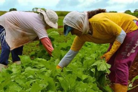 Embrapa e IICA se unem para capacitar técnicos africanos em produção agrícola