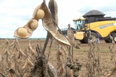 Esmagamento de soja cresce 6,18% em Mato Grosso