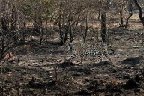 Ministro dá 15 dias para que Estado forneça dados sobre defesa do Pantanal e Amazônia