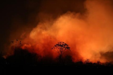 Fogo atinge imóveis, animais e já destruiu quase 40% do parque de Chapada