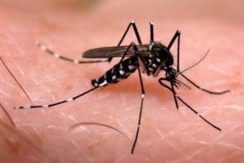 Expectativa de aumento nos casos de dengue gera alerta entre especialistas