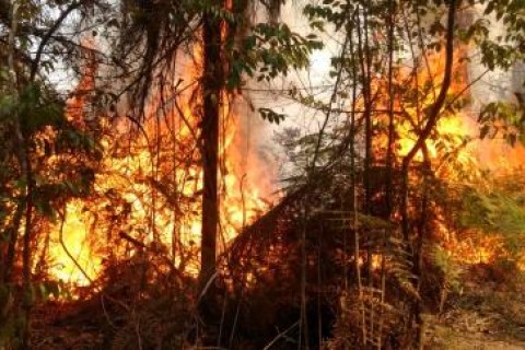 ato Grosso registra o maior número de focos de incêndio do país