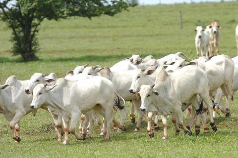 Arroba de boi gordo continua subindo, com ajuda de exportações; veja preços