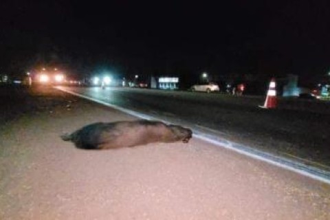 Motociclista fica ferido após atropelar e matar capivara na BR-163